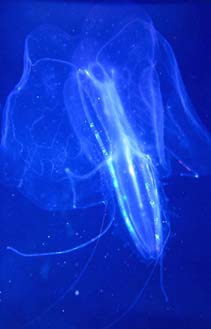Photo: A. Colorni; Click for a larger picture